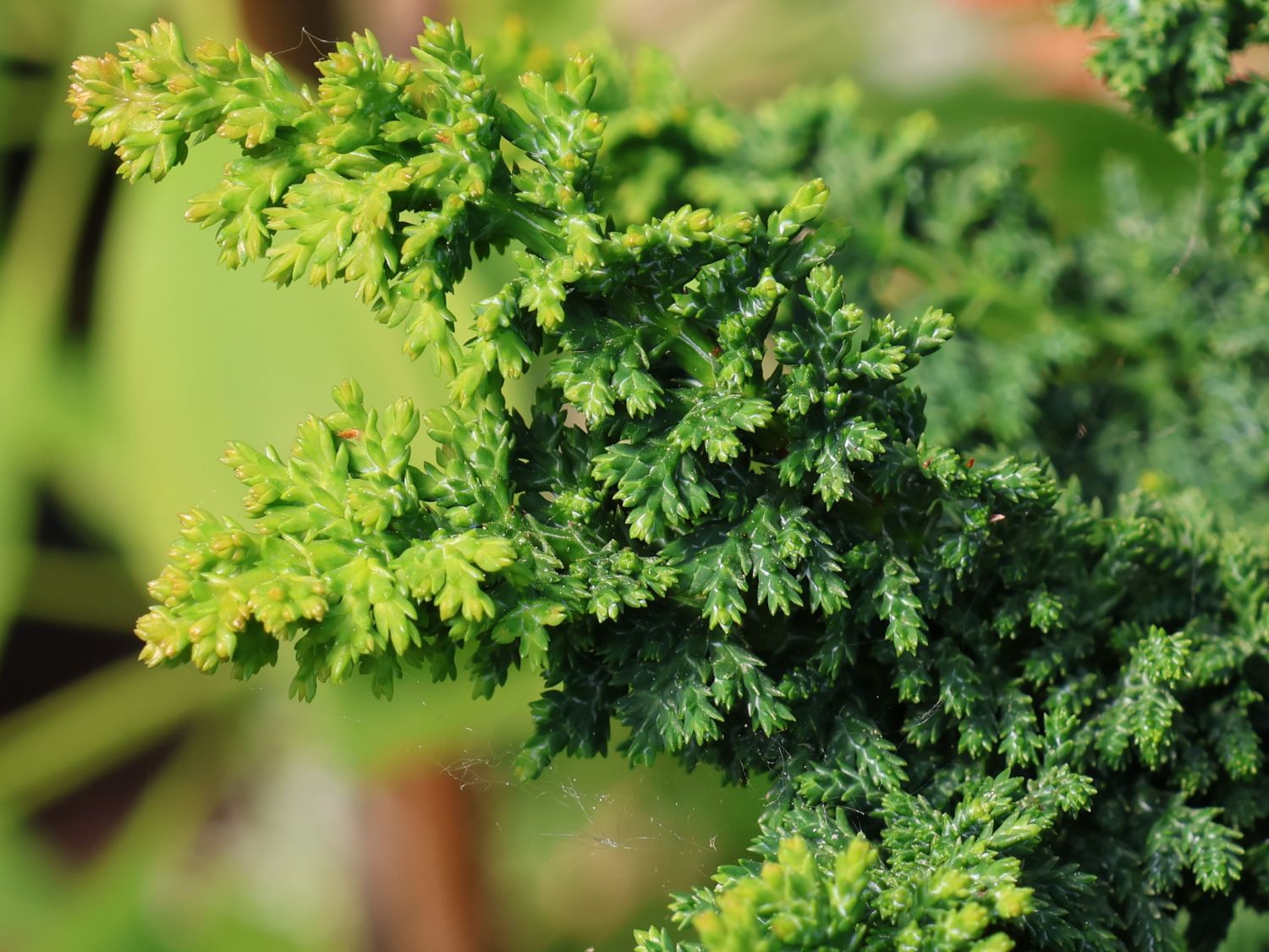 Hinoki-Scheinzypresse 'Chirimen' - Chamaecyparis obtusa 'Chirimen'