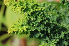 Hinoki-Scheinzypresse 'Chirimen' - Chamaecyparis obtusa 'Chirimen'