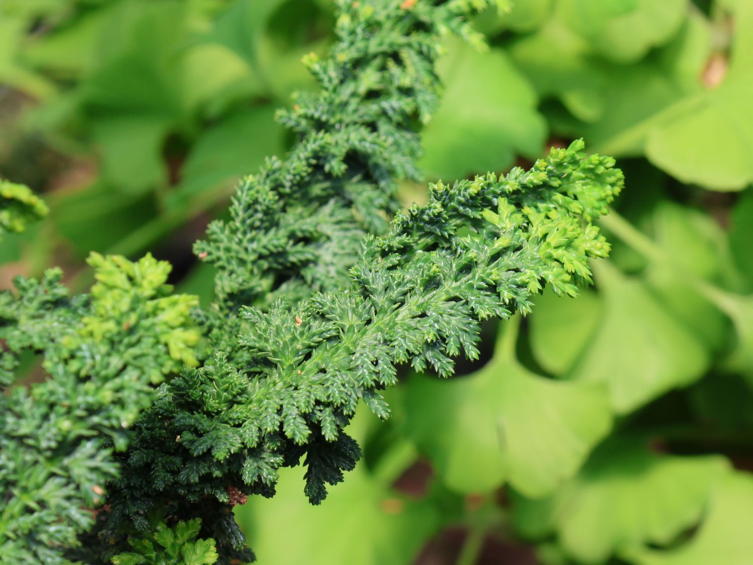 Hinoki-Scheinzypresse 'Chirimen' - Chamaecyparis obtusa 'Chirimen'