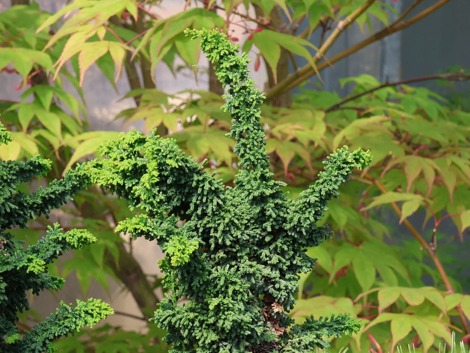 Hinoki-Scheinzypresse 'Chirimen' - Chamaecyparis obtusa 'Chirimen'