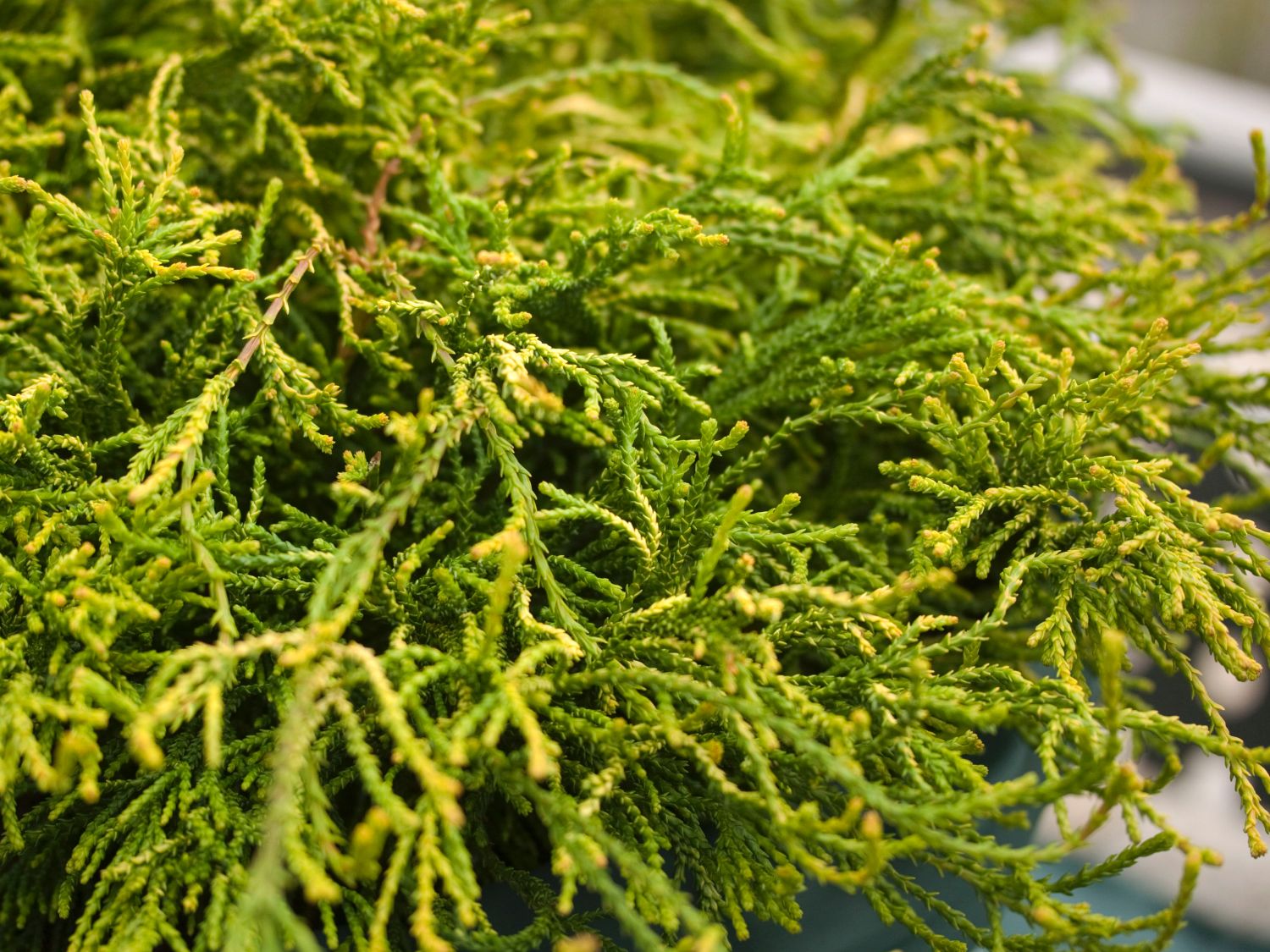 Hinoki-Scheinzypresse 'Gitte'
