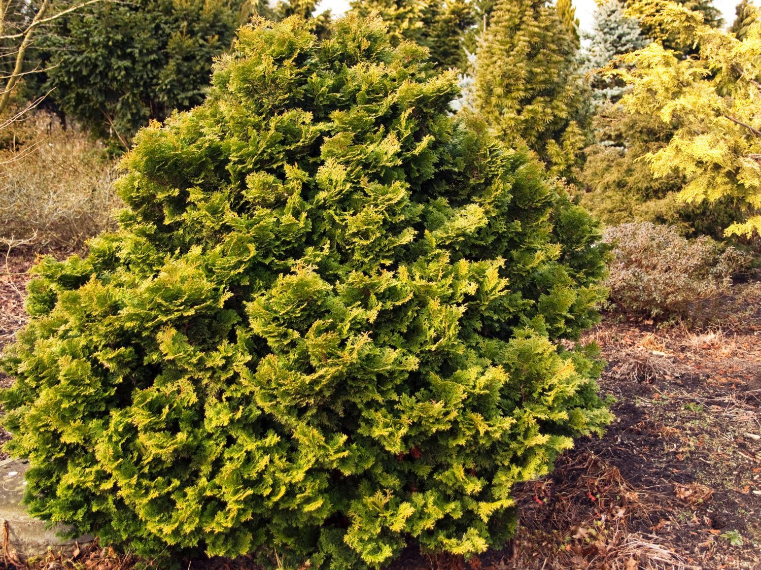 Zypressengewächse (Cupressaceae)