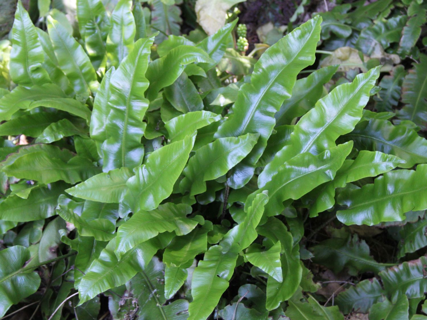 Hirschzungenfarn - Asplenium scolopendrium