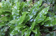 Hirschzungenfarn