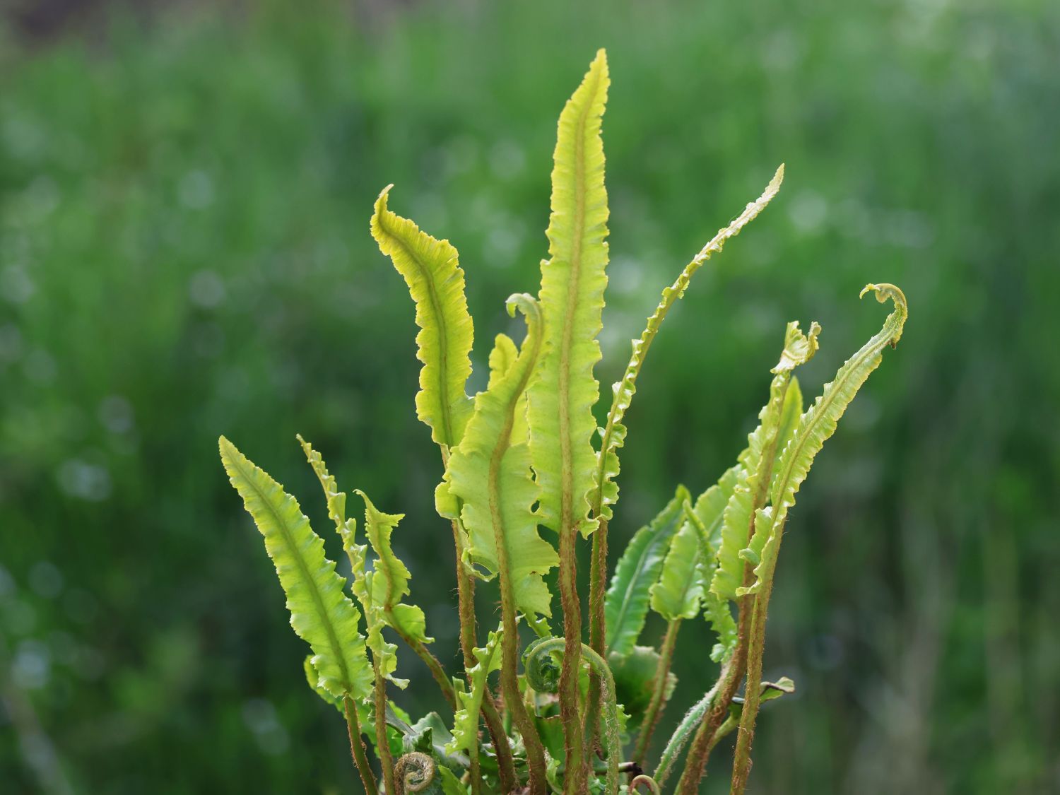 Hirschzungenfarn 'Angustatum' - Asplenium scolopendrium 'Angustatum'
