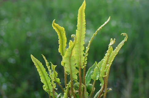 Hirschzungenfarn 'Angustatum' - Asplenium scolopendrium 'Angustatum'