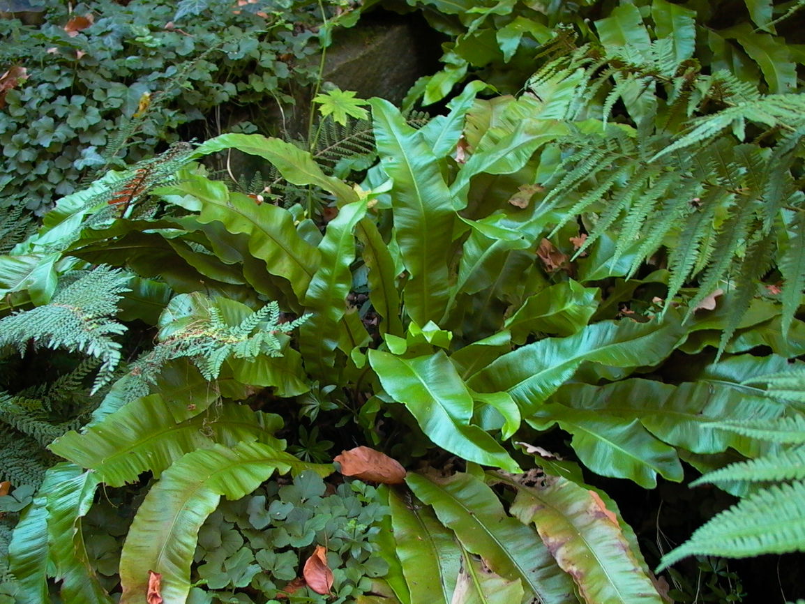 Welliger Hirschzungenfarn 'Undulatum' - Asplenium scolopendrium 'Undulatum'