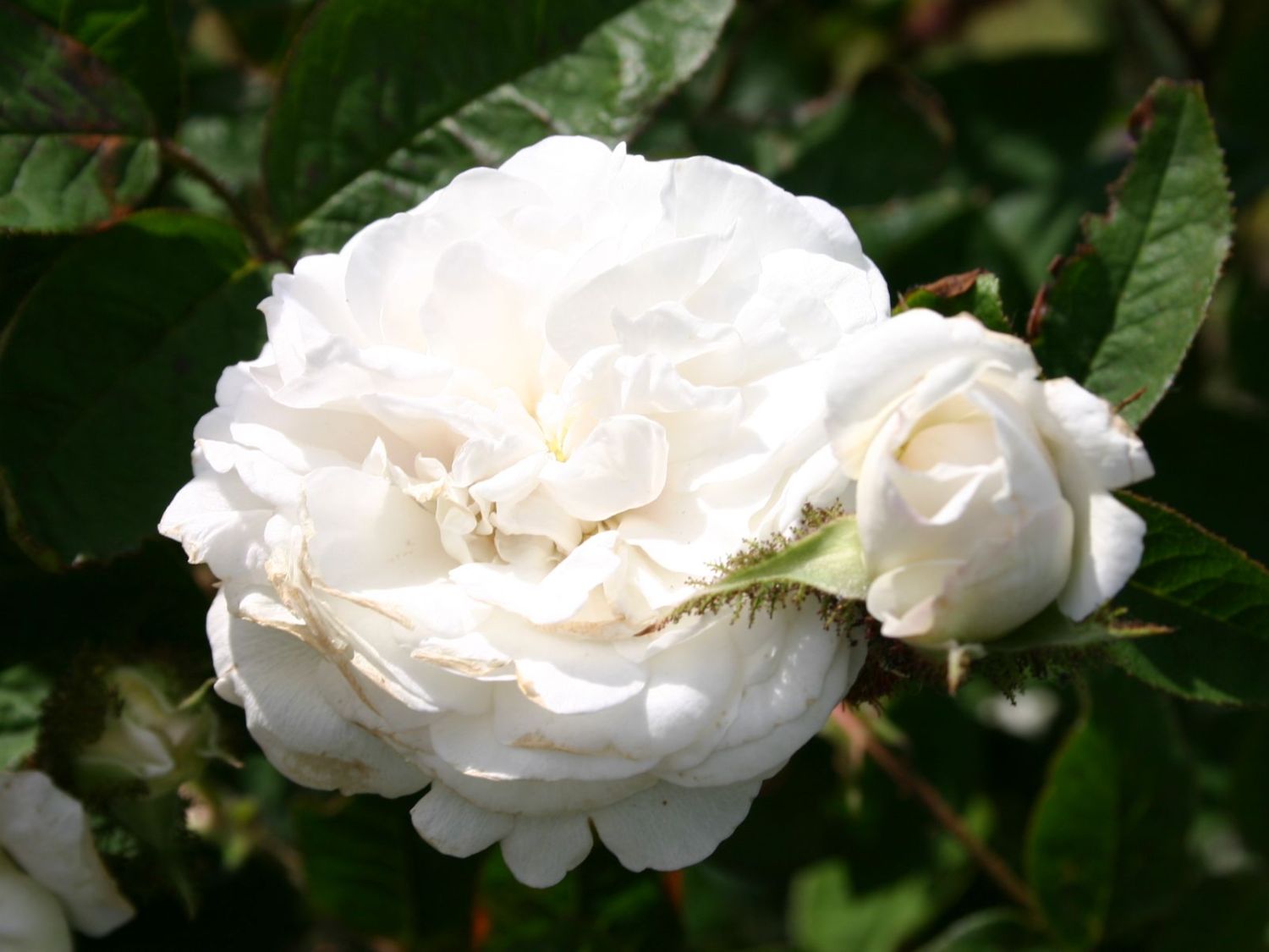 Historische Rose 'Blanche Moreau'