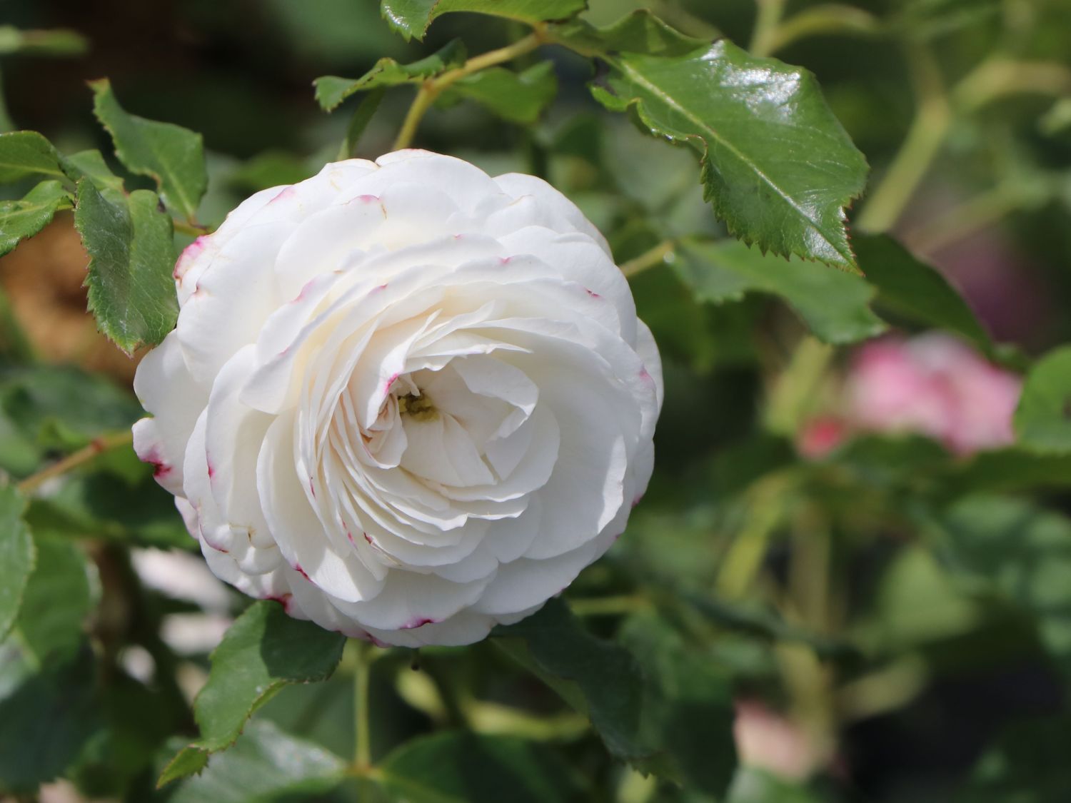 Historische Rose 'Boule de Neige'