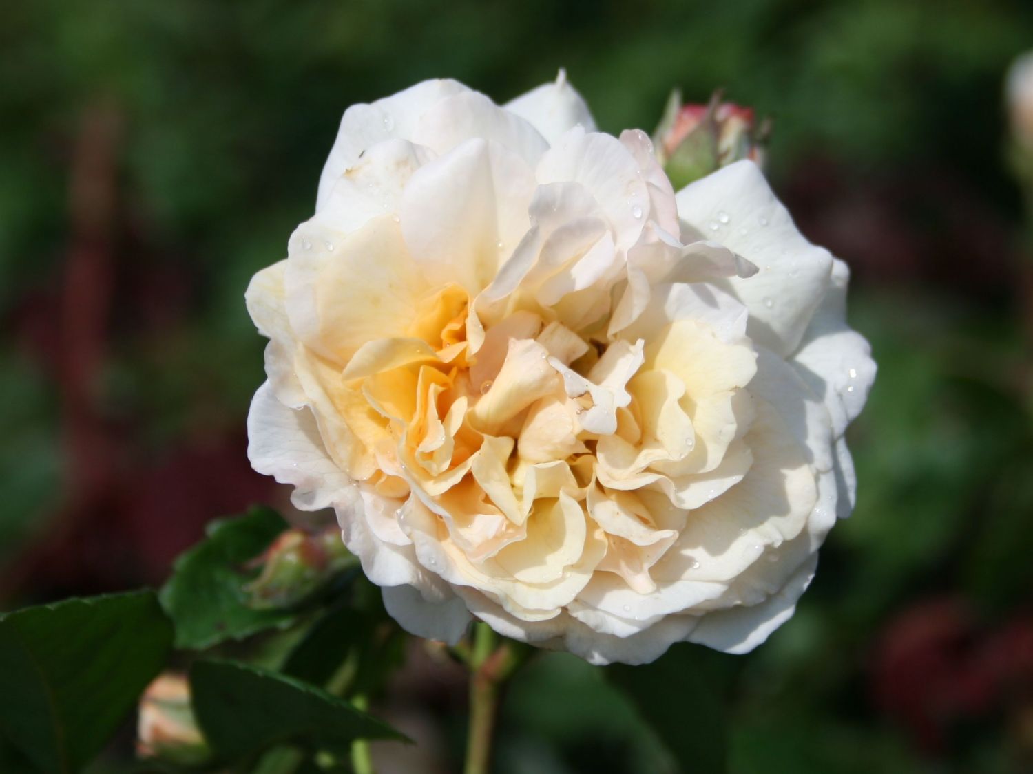 Historische Rose 'Buff Beauty' - Rosa 'Buff Beauty'