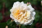 Historische Rose 'Buff Beauty' - Rosa 'Buff Beauty'