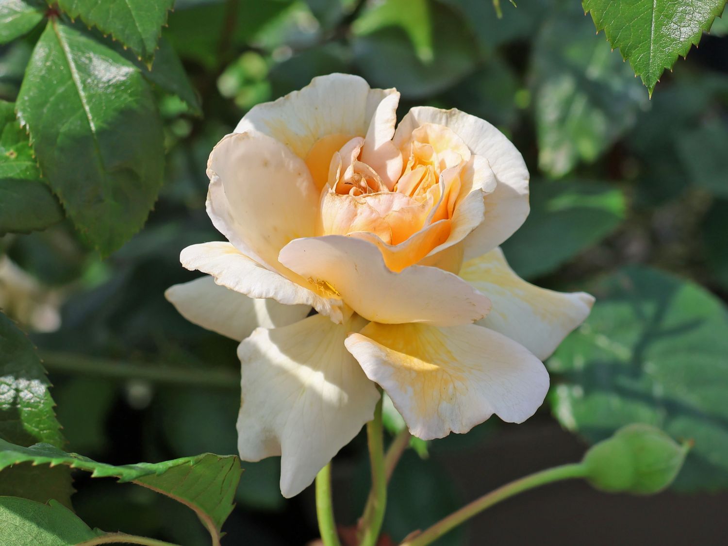 Historische Rose 'Buff Beauty' - Rosa 'Buff Beauty'