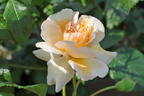 Historische Rose 'Buff Beauty' - Rosa 'Buff Beauty'
