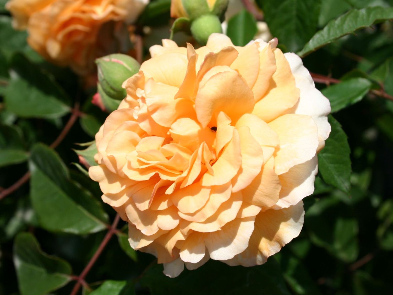 Historische Rose 'Buff Beauty' - Rosa 'Buff Beauty'