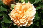 Historische Rose 'Buff Beauty' - Rosa 'Buff Beauty'
