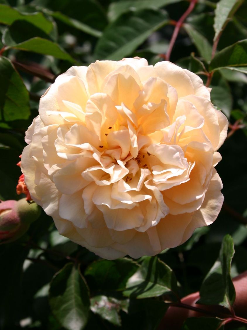Historische Rose 'Buff Beauty' - Rosa 'Buff Beauty'