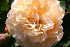 Historische Rose 'Buff Beauty' - Rosa 'Buff Beauty'