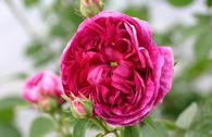 Historische Rose 'Charles de Mills'