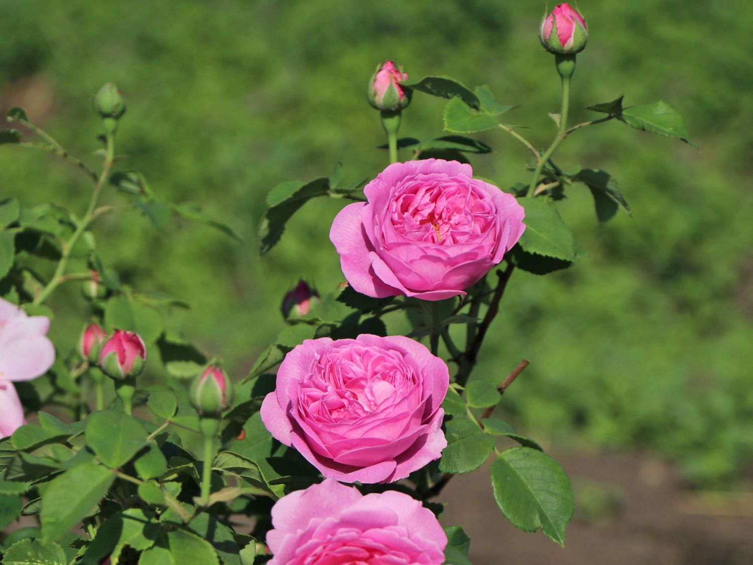 Historische Rose 'Louise Odier'