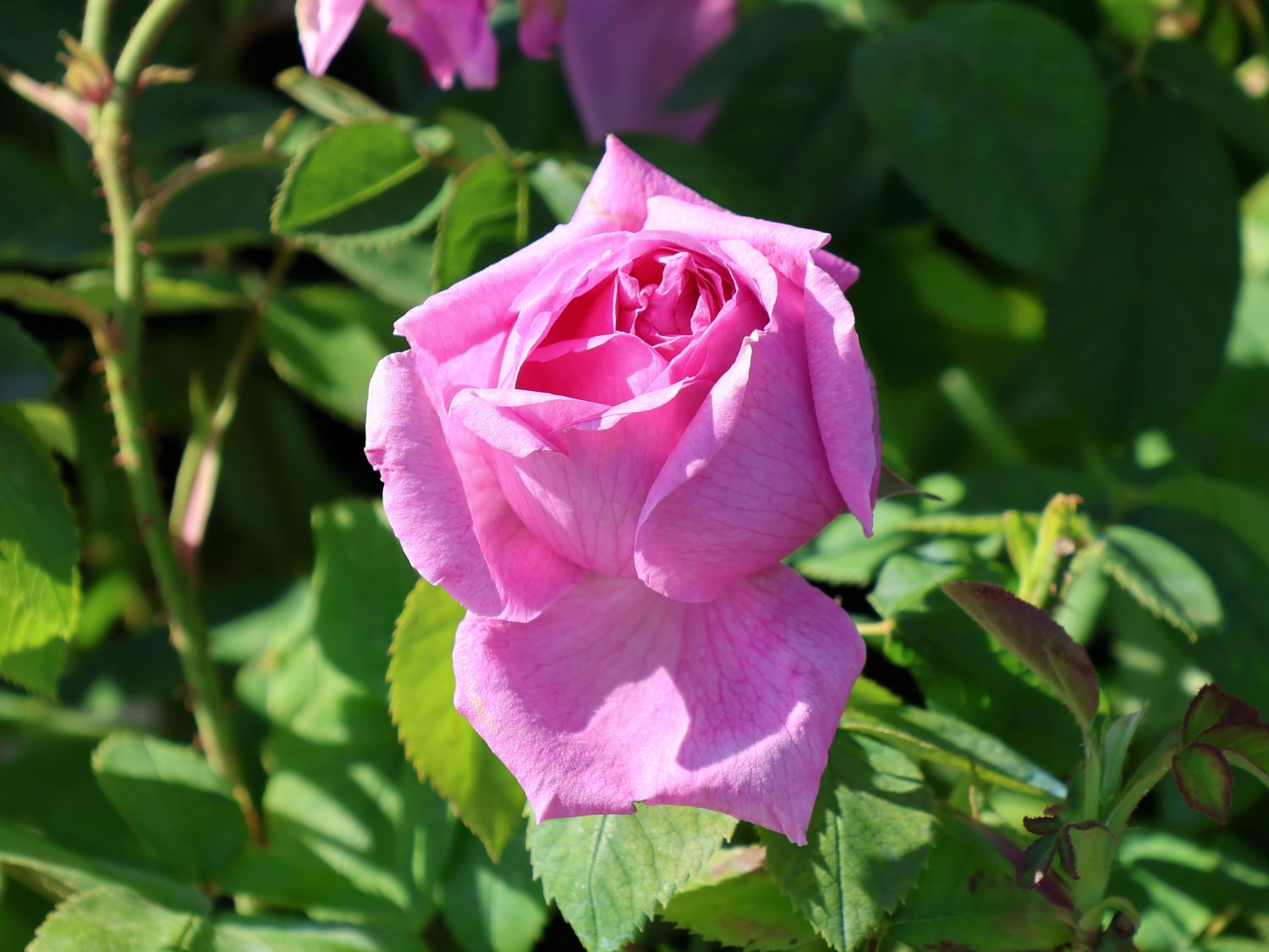 Historische Rose 'Mme Boll'