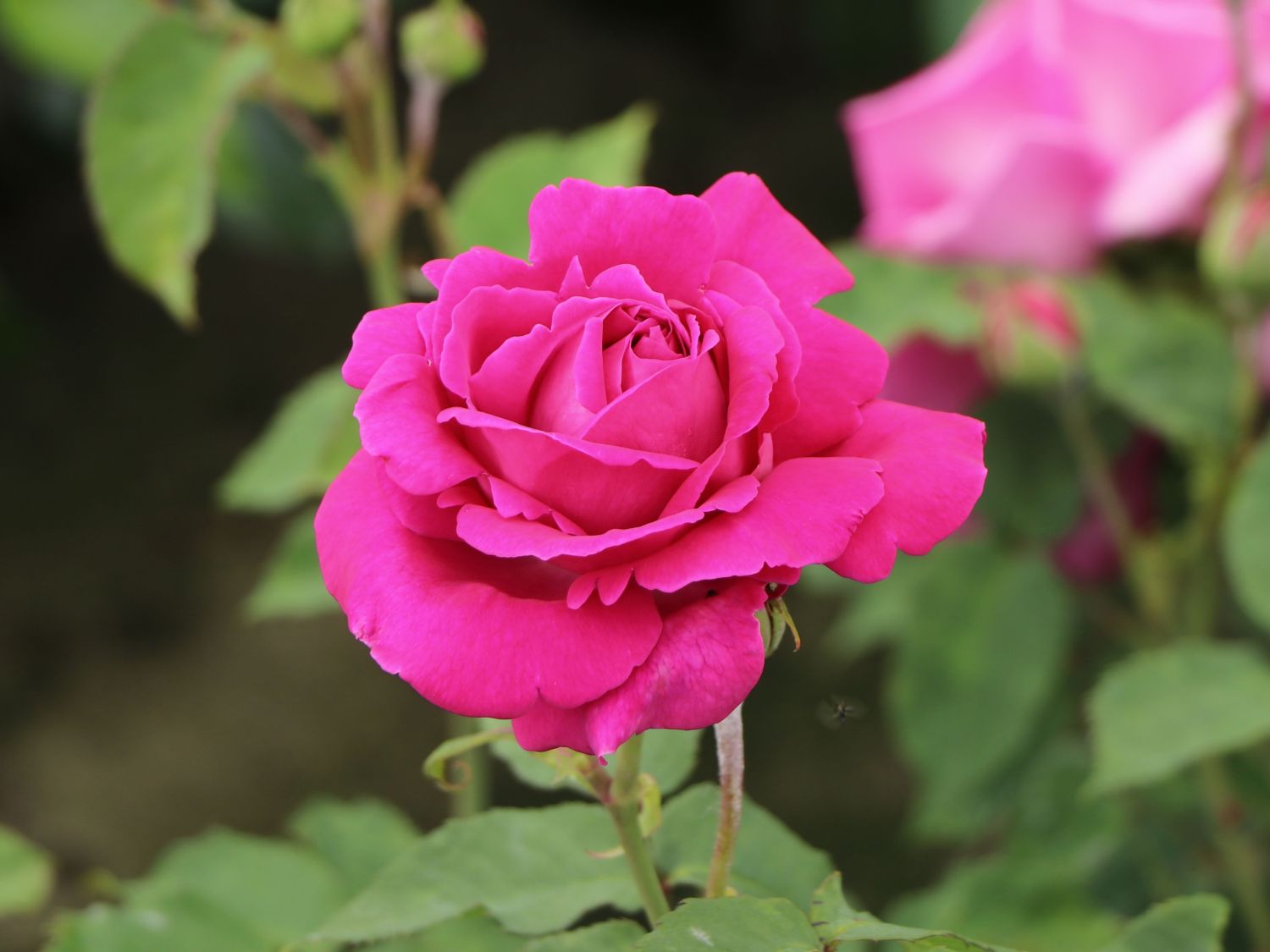 Historische Rose 'Mme Isaac Pereire'