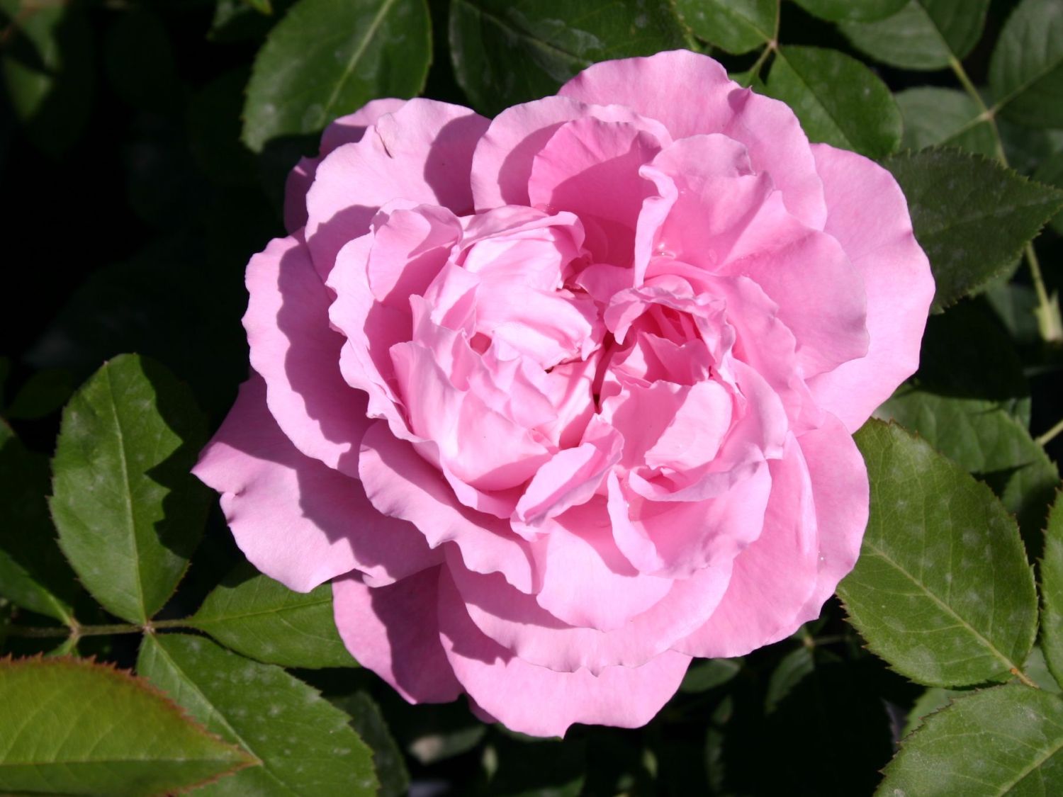 Historische Rose 'Mrs.John Laing'