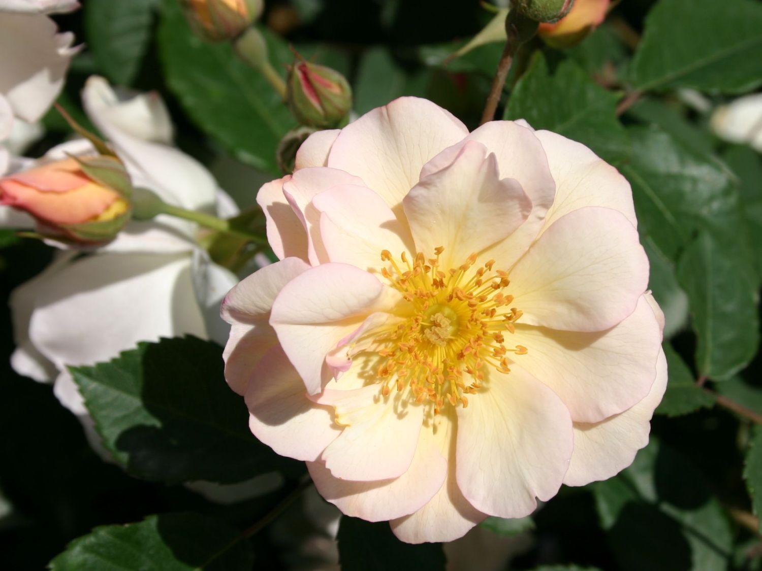 Historische Rose 'Penelope'