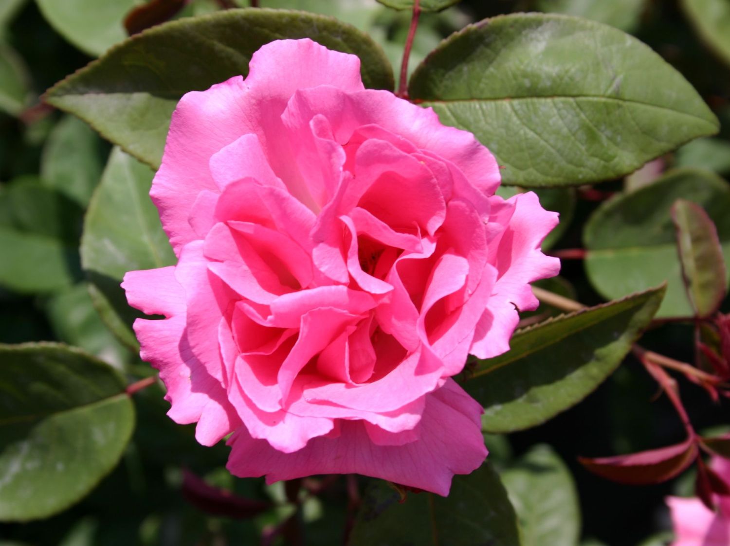 Historische Rose 'Zephirine Drouhin'