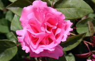 Historische Rose 'Zephirine Drouhin'