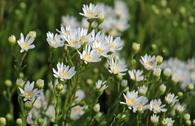 Hochland-Aster