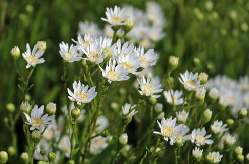 Hochland-Aster - Solidago ptarmicoides