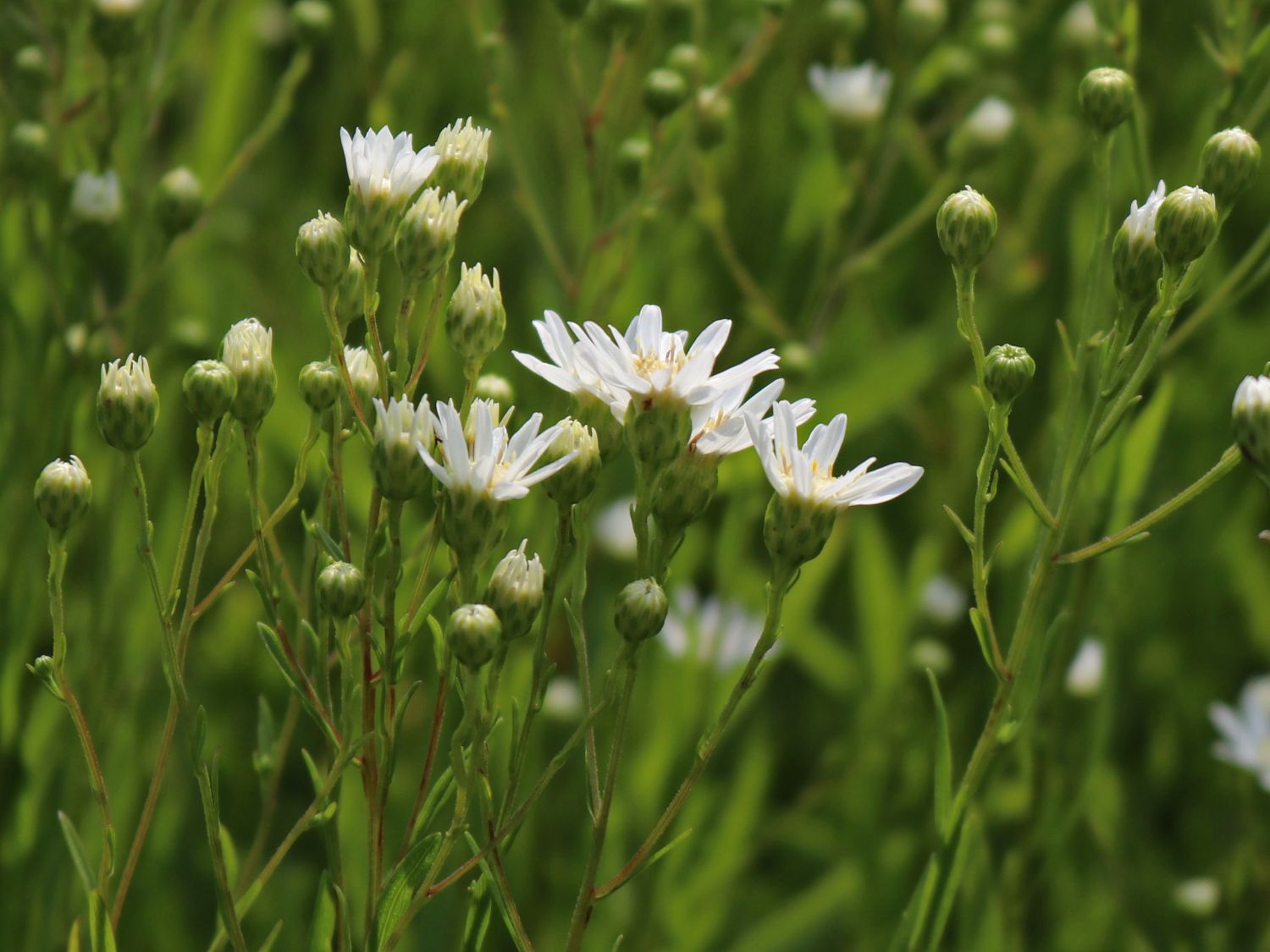 Hochland-Aster 'Major' - Solidago ptarmicoides 'Major'