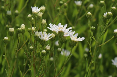 Hochland-Aster 'Major' - Solidago ptarmicoides 'Major'