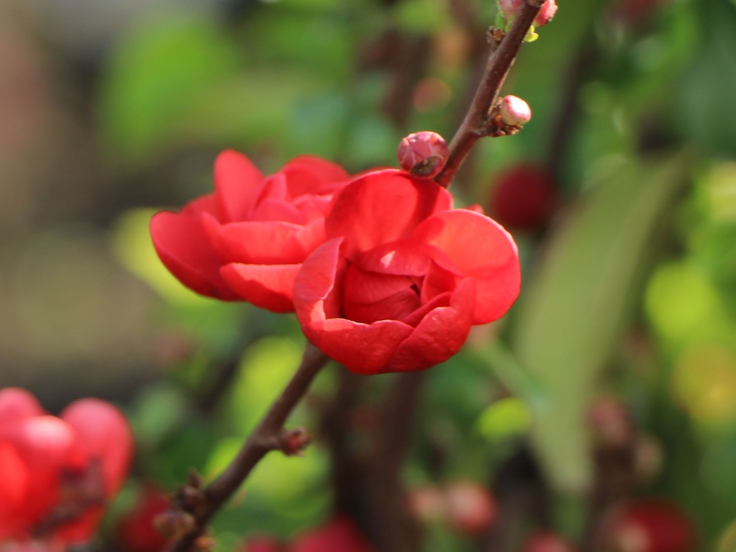 Chinesische Zierquitte PROVEN WINNERS ® Double Take 'Scarlet' / 'Scarlet Storm' - Chaenomeles speciosa PROVEN WINNERS ® Double Take 'Scarlet' / 'Scarlet Storm'