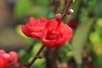 Chinesische Zierquitte PROVEN WINNERS ® Double Take 'Scarlet' / 'Scarlet Storm' - Chaenomeles speciosa PROVEN WINNERS ® Double Take 'Scarlet' / 'Scarlet Storm'
