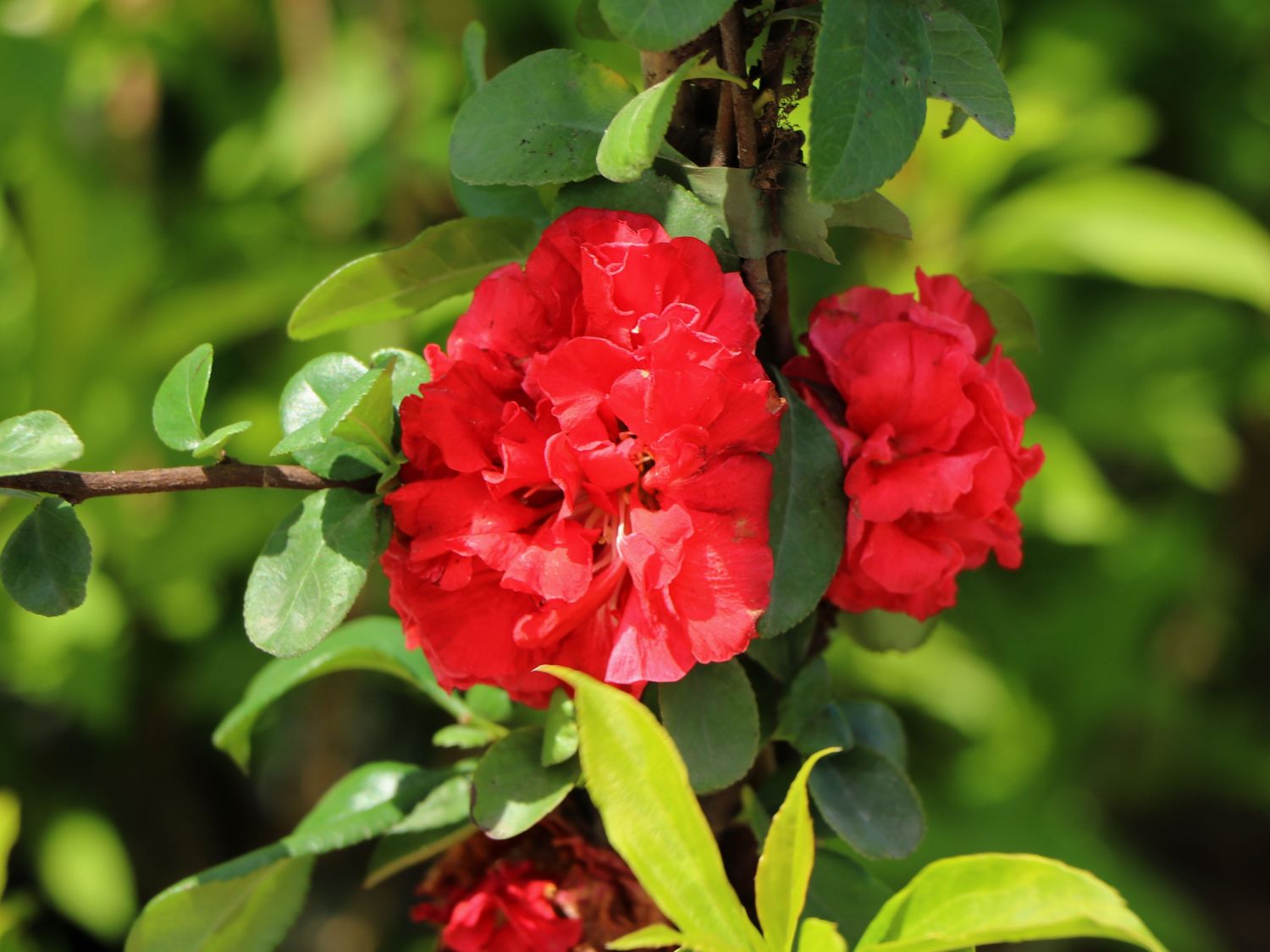 Chinesische Zierquitte PROVEN WINNERS ® Double Take 'Scarlet' / 'Scarlet Storm' - Chaenomeles speciosa PROVEN WINNERS ® Double Take 'Scarlet' / 'Scarlet Storm'