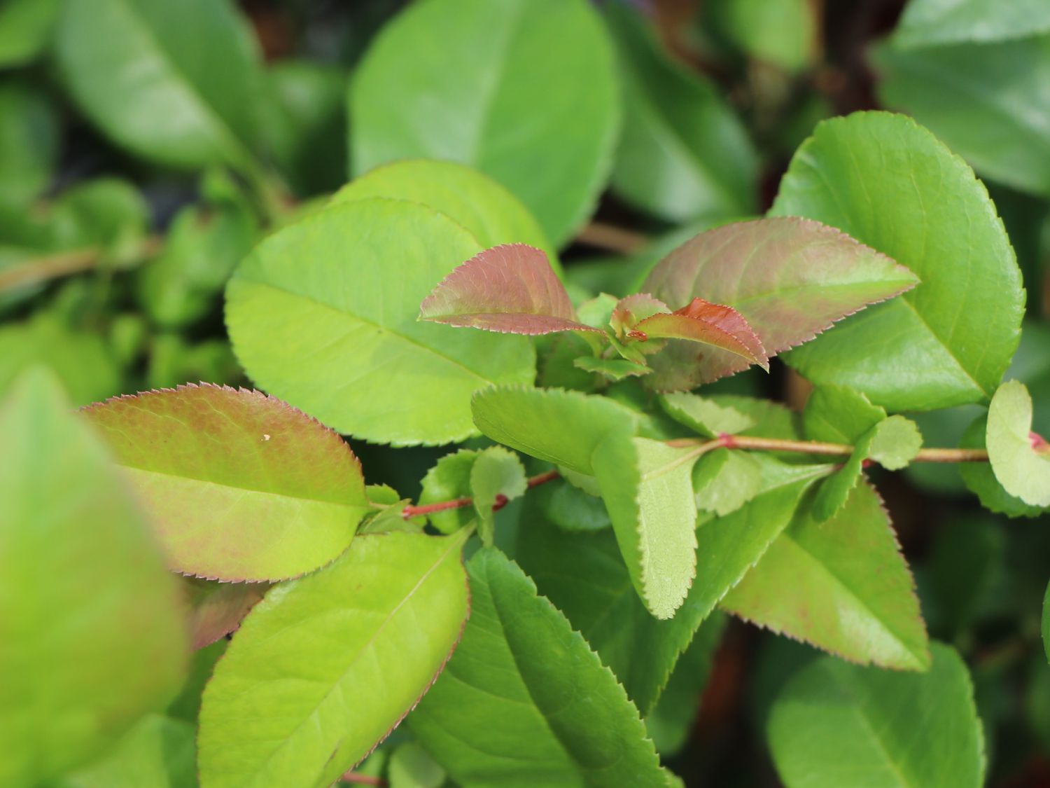 Chinesische Zierquitte PROVEN WINNERS ® Double Take 'Scarlet' / 'Scarlet Storm' - Chaenomeles speciosa PROVEN WINNERS ® Double Take 'Scarlet' / 'Scarlet Storm'