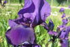Hohe Bart-Iris 'After Dark' - Iris x barbata-elatior 'After Dark'