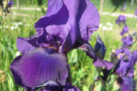 Hohe Bart-Iris 'After Dark' - Iris x barbata-elatior 'After Dark'
