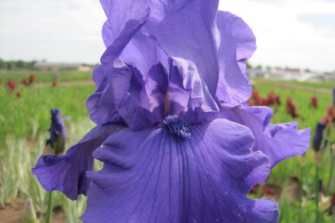 Hohe Bart-Iris 'Blue Luster' - Iris x barbata-elatior 'Blue Luster'