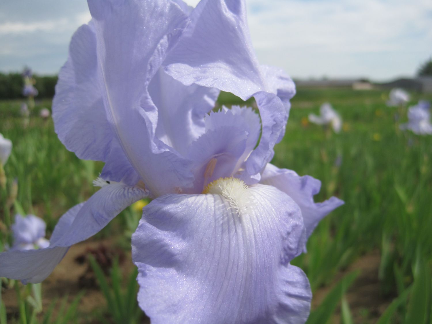 Hohe Bart-Iris 'Eleanor's Pride'