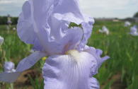 Hohe Bart-Iris 'Eleanor's Pride'