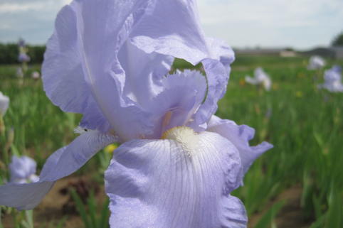 Hohe Bart-Iris 'Eleanor's Pride' - Iris x barbata-elatior 'Eleanor's Pride'