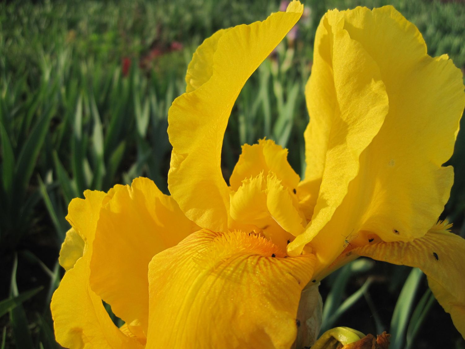 Hohe Bart-Iris 'Granada Gold'