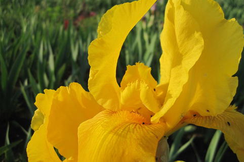 Hohe Bart-Iris 'Granada Gold' - Iris x barbata-elatior 'Granada Gold'