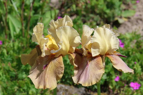 Hohe Bart-Iris 'Thornbird' - Iris x barbata-elatior 'Thornbird'
