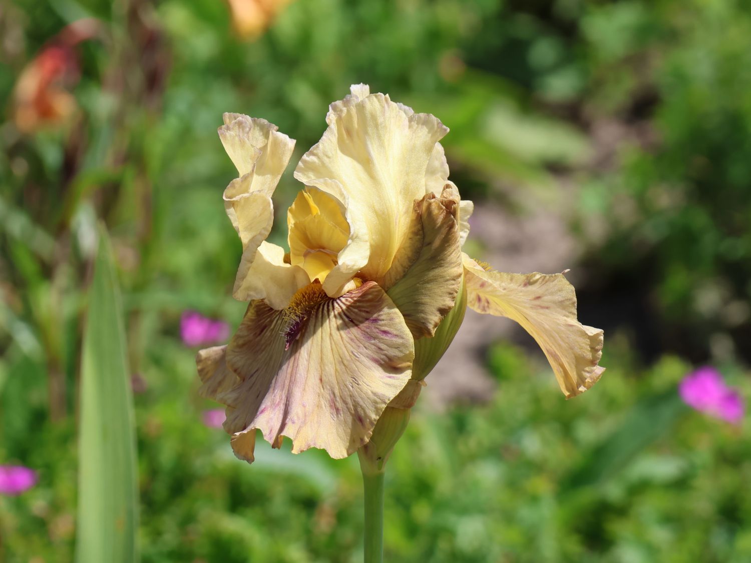Hohe Bart-Iris 'Thornbird' - Iris x barbata-elatior 'Thornbird'