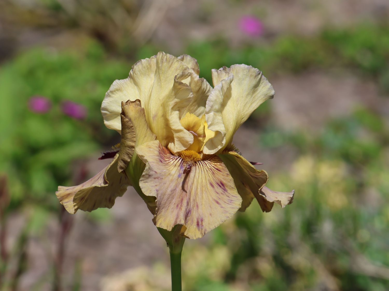 Hohe Bart-Iris 'Thornbird' - Iris x barbata-elatior 'Thornbird'