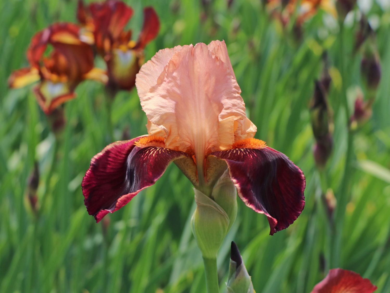 Hohe Bart-Schwertlilie 'Cimarron Strip'