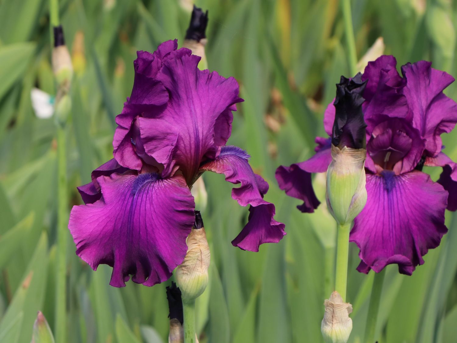 Hohe Bart-Schwertlilie 'Sultry Mood'